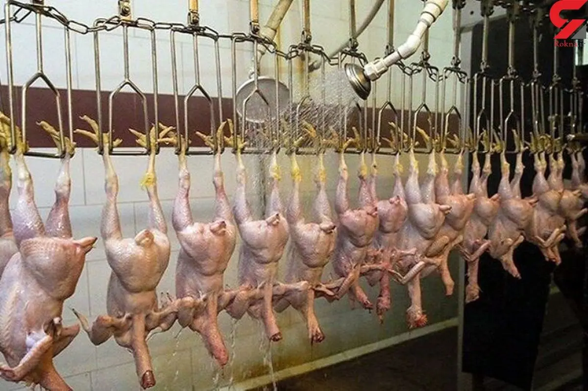 کشتار روزانه ۶۰ تن مرغ در استان ایلام
