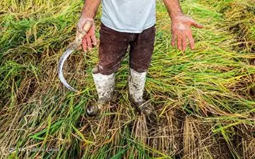 مقصر اصلی‌ گرانی کیست؟