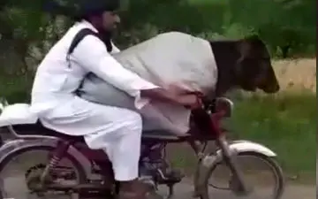 قاچاق گاو از هند به پاکستان با موتورسیکلت! 