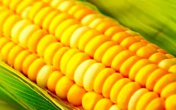 تبدیل ذرت‌های آلوده به الکل؛ممکن است؟