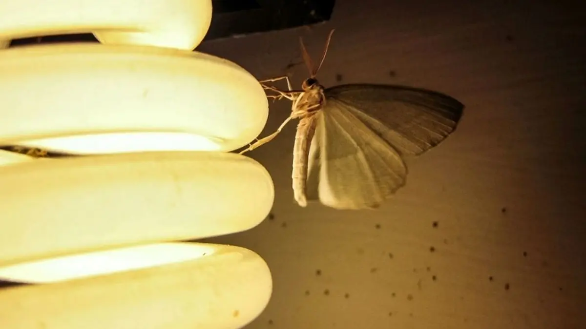 دلیل جذب حشرات به نور|چرا حشرات جذب نور میشوند!