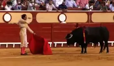 زجرکش کردن یک گاو در یک مراسم غربی