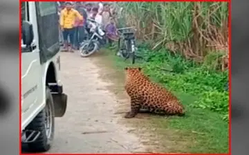 وحشت ساکنان محلی با دیدن پلنگ در روستا 