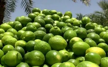 صادرات لیموشیرین، لیموترش و کش قیطانی تولید ماسک ممنوع شد