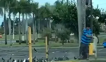 شکار عجیب کبوترها در وسط خیابان + فیلم 