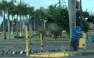 شکار عجیب کبوترها در وسط خیابان + فیلم 