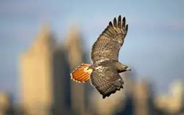 حضور یک شاهین کمیاب پشت شیشه اداره 