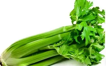 خواص برگ و آب کرفس برای سلامت 