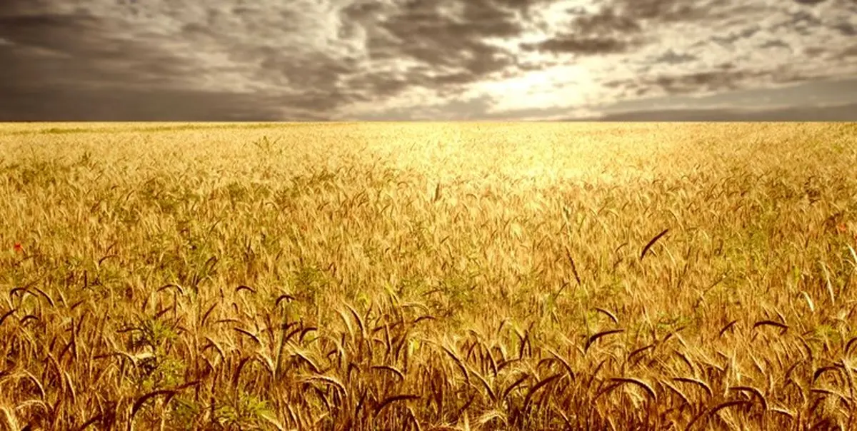 رکورد تولید گندم در استان ایلام شکسته شد

