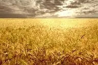 رکورد تولید گندم در استان ایلام شکسته شد

