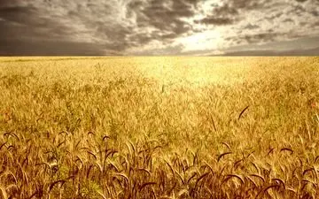 کشت پاییزه گندم در کشور به صورت نمادین در بوکان آغاز شد