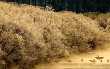  عکس منتخب نشنال جئوگرافیک | رژه مرغ های ماهیخوار