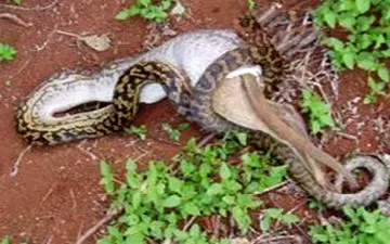 بیرون کشیدن 2 بزغاله از شکم مار! + فیلم