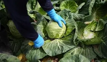 رژیم غذایی شما، تعیین‌کننده سرنوشت زمین! چگونه با یک تغییر ساده جان ۱۵ میلیون نفر را نجات دهیم؟