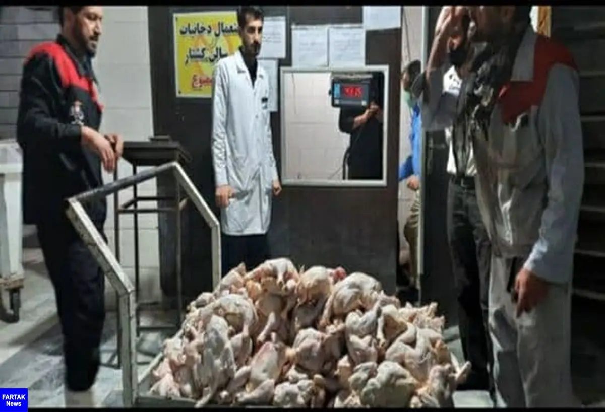 خارج شدن 360 کیلوگرم مرغ فاسد از چرخه مصرف در استان کرمانشاه