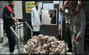  خارج شدن 360 کیلوگرم مرغ فاسد از چرخه مصرف در استان کرمانشاه