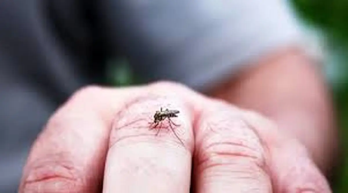  این روش شما را در برابر نیش حشرات ایمن می کند