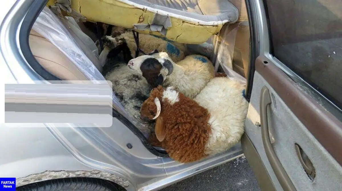 قاچاق ۱۳ راس گوسفند در داخل یک سمند