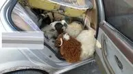 قاچاق ۱۳ راس گوسفند در داخل یک سمند