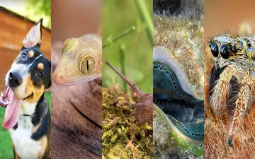 دنیا از دید حیوانات چگونه است؟ +فیلم 