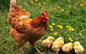 پرواز حیرت آور یک مرغ بر فراز دریاچه! 