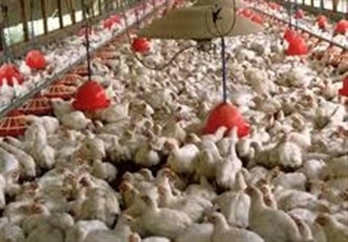 ملک نیا: با ذخایر پشتیبانی در گوشت مرغ کمبودی نداریم