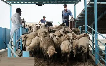 ترخیص ۱٣٨٠٠ رأس دام زنده رومانیایی از گمرک بندر امام