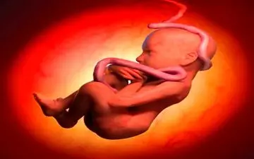 مزه ای که جنین در شکم مادر می فهمد