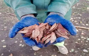 ‍ ‍ ‍ 

طرح جمع‌آوری بذر درختان سطح شهر کرمانشاه


