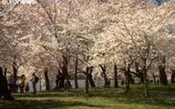 فصل شکوفه‌های گیلاس در واشنگتن