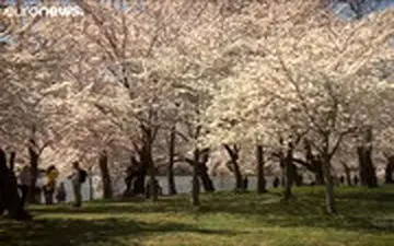 فصل شکوفه‌های گیلاس در واشنگتن