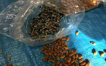 جاسازی تریاک به‌جای مغز تخمه ژاپنی!+عکس