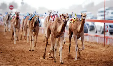 گزارشگریِ حماسی مسابقه شترهای حکام حاشیه خلیج فارس! + فیلم 