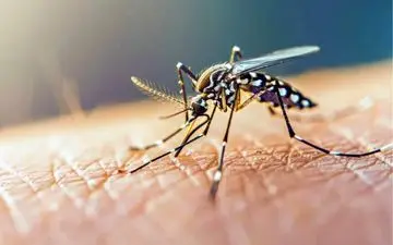 از ویروس چیکونگونیا چه می‌دانید؟ علائم، درمان و راه‌های پیشگیری