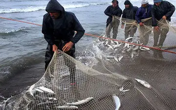 میگو کیلویی چند؟ / آخرین قیمت انواع آبزی در بازار 