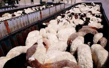   کشف ۱۵۲ راس دام قاچاق در مرزهای دهلران