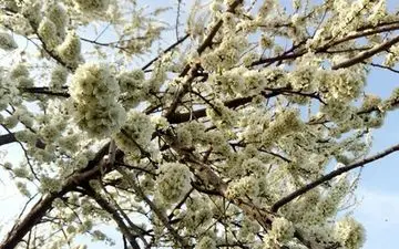  هواشناسی ایران ۱۴۰۱/۰۱/۰۹؛ نفوذ سامانه بارشی به کشور