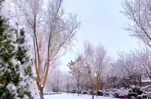 بارش برف در شیراز آغاز شد؛ گزارش زنده از هوای زمستانی شهر + ویدئو