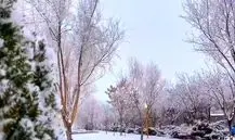 بارش برف در شیراز آغاز شد؛ گزارش زنده از هوای زمستانی شهر + ویدئو