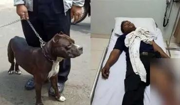 حمله مرگبار سگ پیت‌بول به نگهبان امنیتی +فیلم 