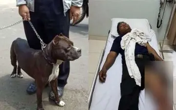 حمله مرگبار سگ پیت‌بول به نگهبان امنیتی +فیلم 