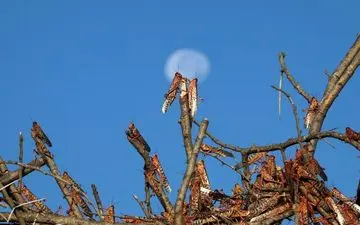 خوردن ملخ به عنوان غذای سالم در اتحادیه اروپا تایید شد