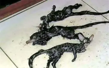 کشف موجودات بسیار نادر در سرداب یک خانه