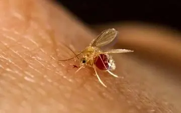 درباره بیماری سالک بیشتر بدانیم