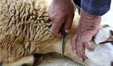 محمدی فرد: امسال به دلیل شیوع ویروس کرونا در هیچ محله‌ای ذبح گوسفند نداریم