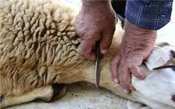 محمدی فرد: امسال به دلیل شیوع ویروس کرونا در هیچ محله‌ای ذبح گوسفند نداریم