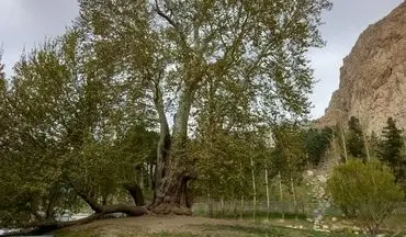 درخت "رحمت" تاق بستان مرمت می‌شود

 