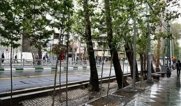 حال و هوای بهاری 1000 چنار کاشته شده در خیابان ولیعصر