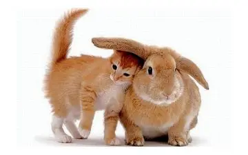 بیماری هایی که حیوانات خانگی با خود به ارمغان می آورند!