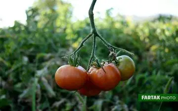 روزانه این خوراکی را مصرف کنید و به کاهش فشار خون کمک می‌کند